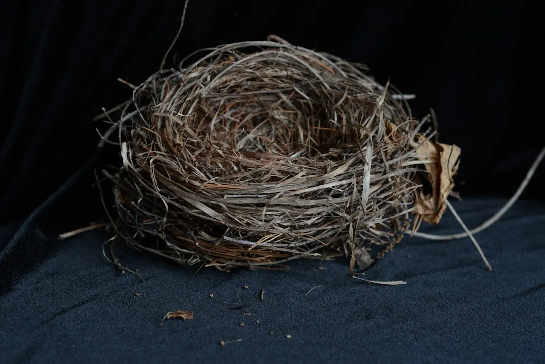 Shorebird Nesting Season Peaks in Summer (Image Credits: Unsplash)