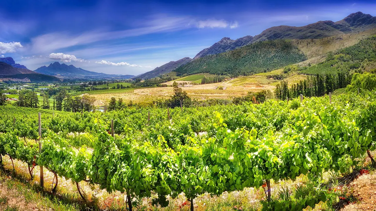 Stellenbosch, South Africa: Regenerative Farming Meets Family Tradition (Image Credits: Pixabay)