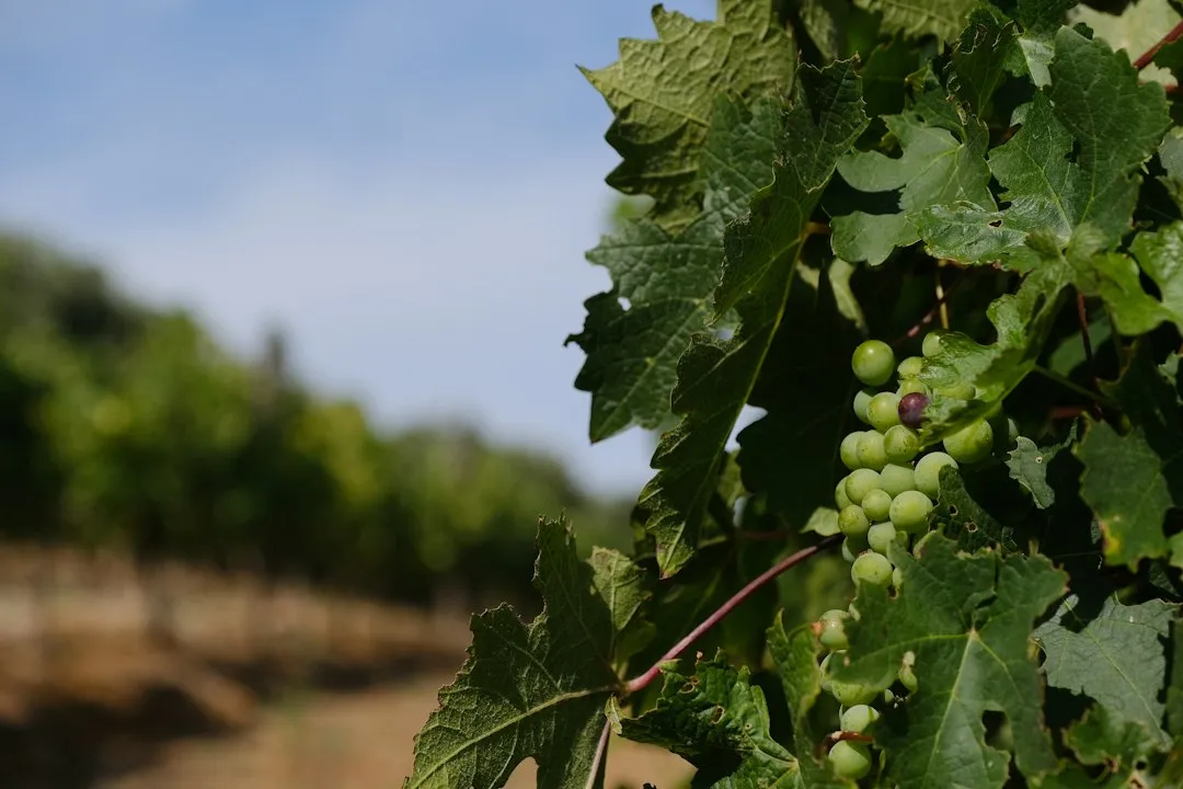 4. The Cape Winelands: Where History Pours Into Every Glass (Image Credits: Unsplash)