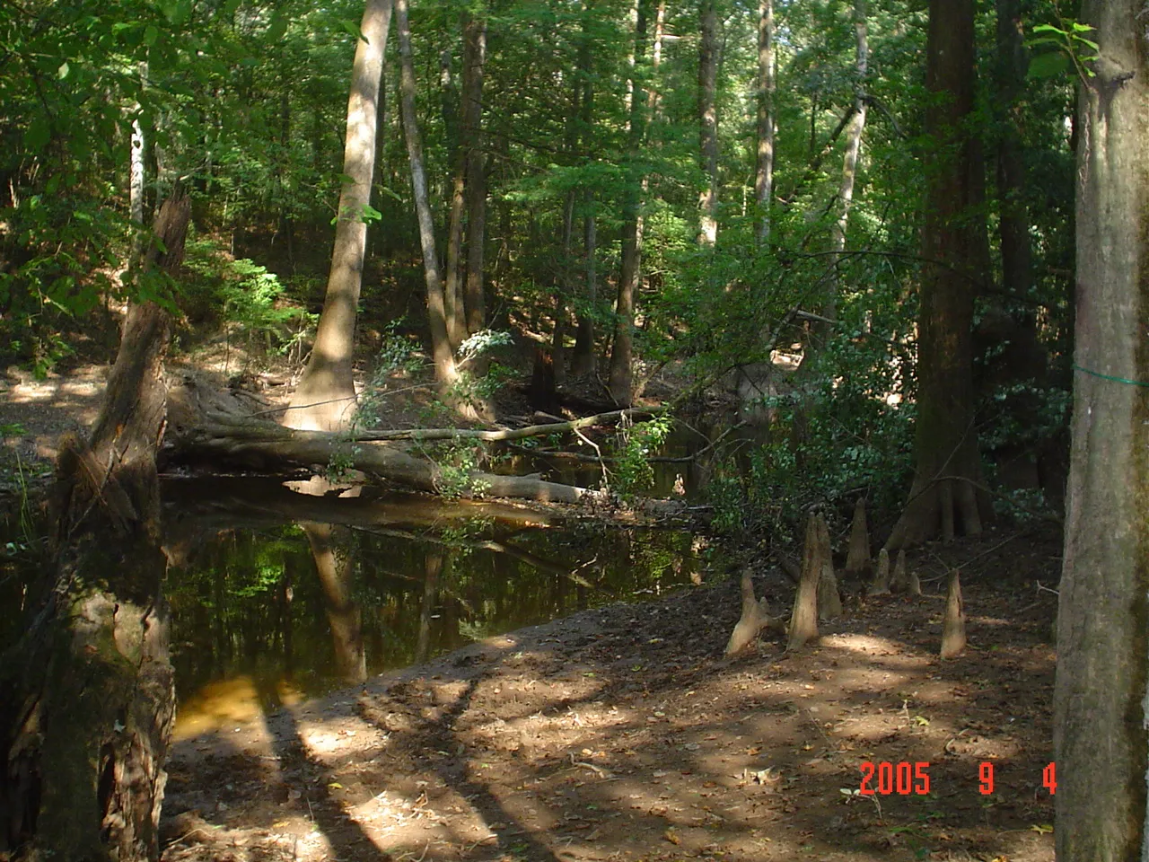Congaree National Park: A Primeval Forest Minutes from South Carolina's Capital (By Jimmor30, CC BY-SA 4.0)