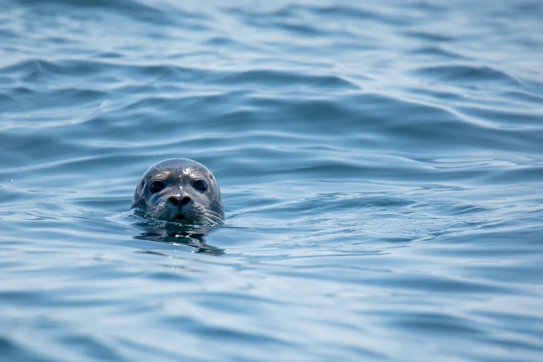 Seal Watching in Winter - A Genuinely Rare Experience (Image Credits: Unsplash)