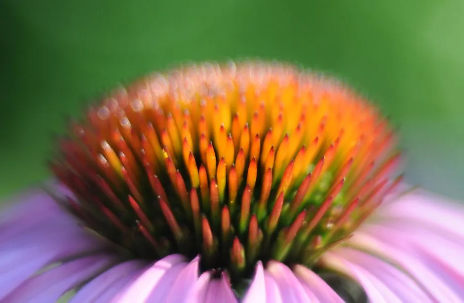The Zoomed-In Photographer: Detail as a Memory Anchor (Image Credits: Pexels)