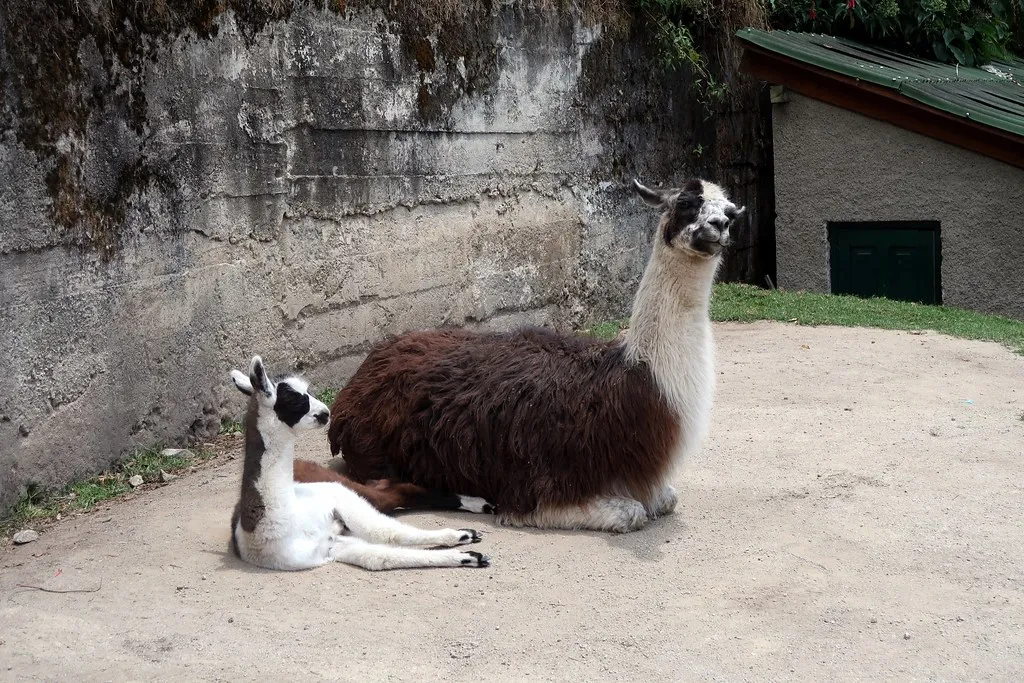 The Broader Context: Why Slow Trekking Is Having a Moment (Bex.Walton, Flickr, CC BY 2.0)