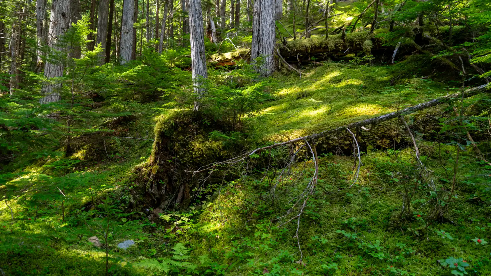 Hiking Trails Through Highland Wilderness (Mossy Forest at Eagles View Trail. Wells Gray Park, BC, Canada, CC BY-SA 4.0)