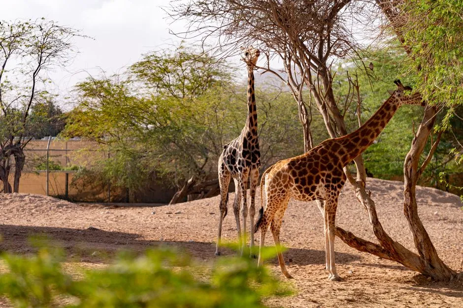 Living Desert Zoo and Gardens: A Sleeper Hit for Kids (Image Credits: Pexels)