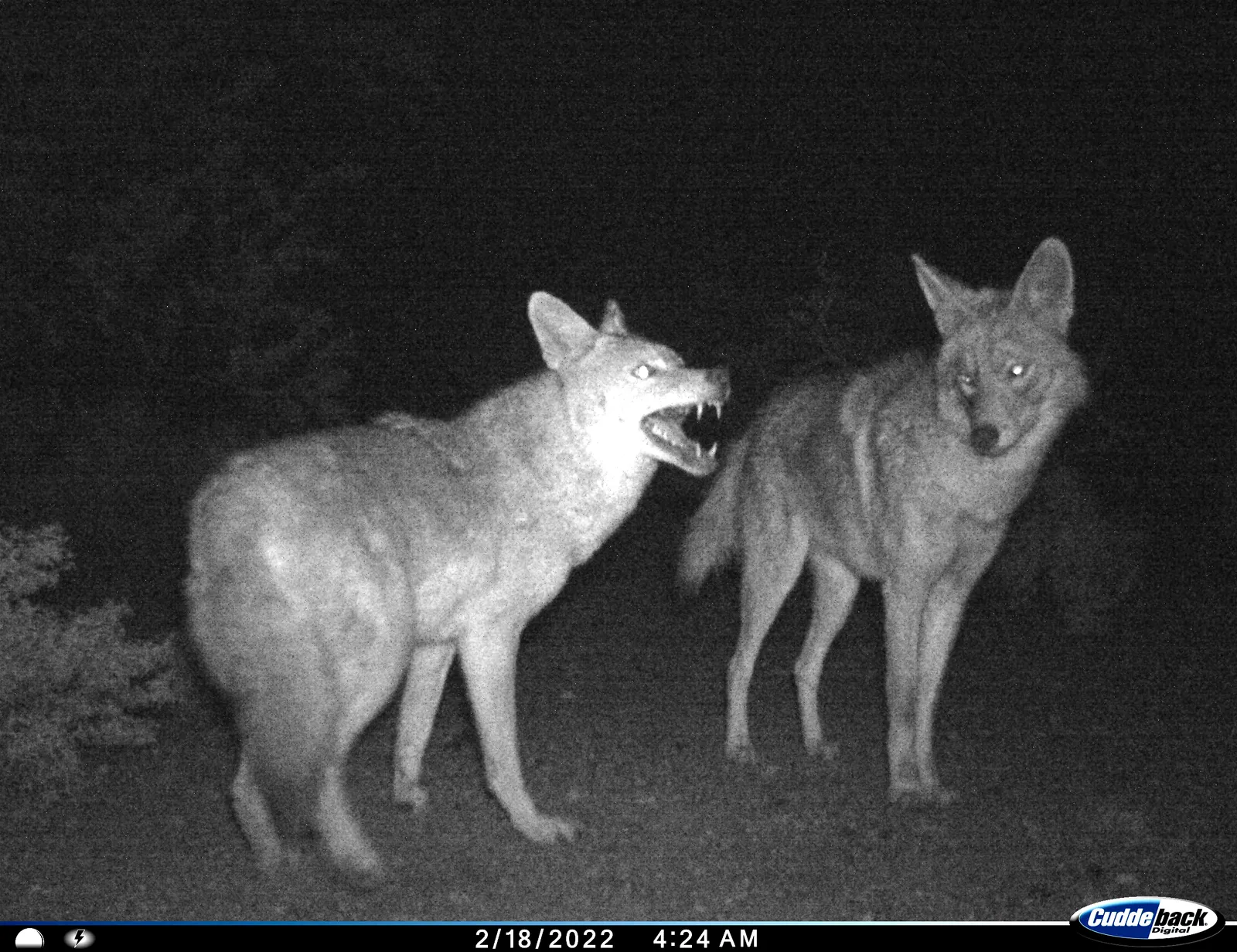 The Wildlife That Benefits Alongside the Visitors (NPGallery, Public domain)