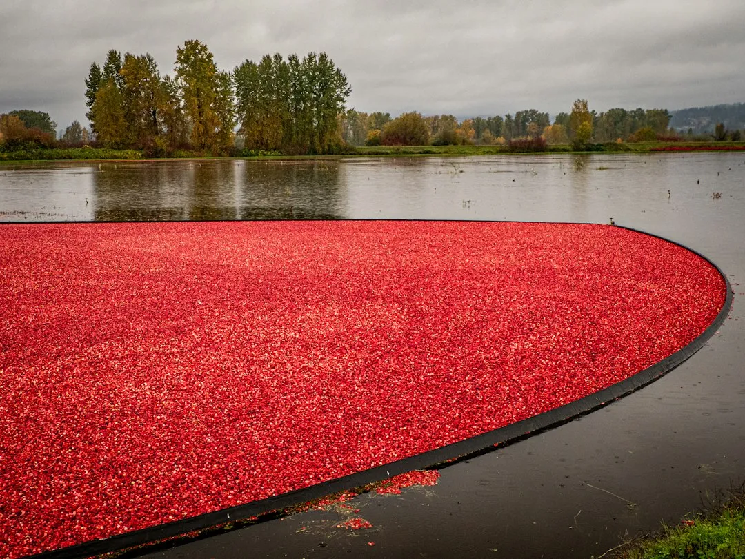 Cranberries Don't Grow in Water - They're Flooded to Harvest (Image Credits: Unsplash)