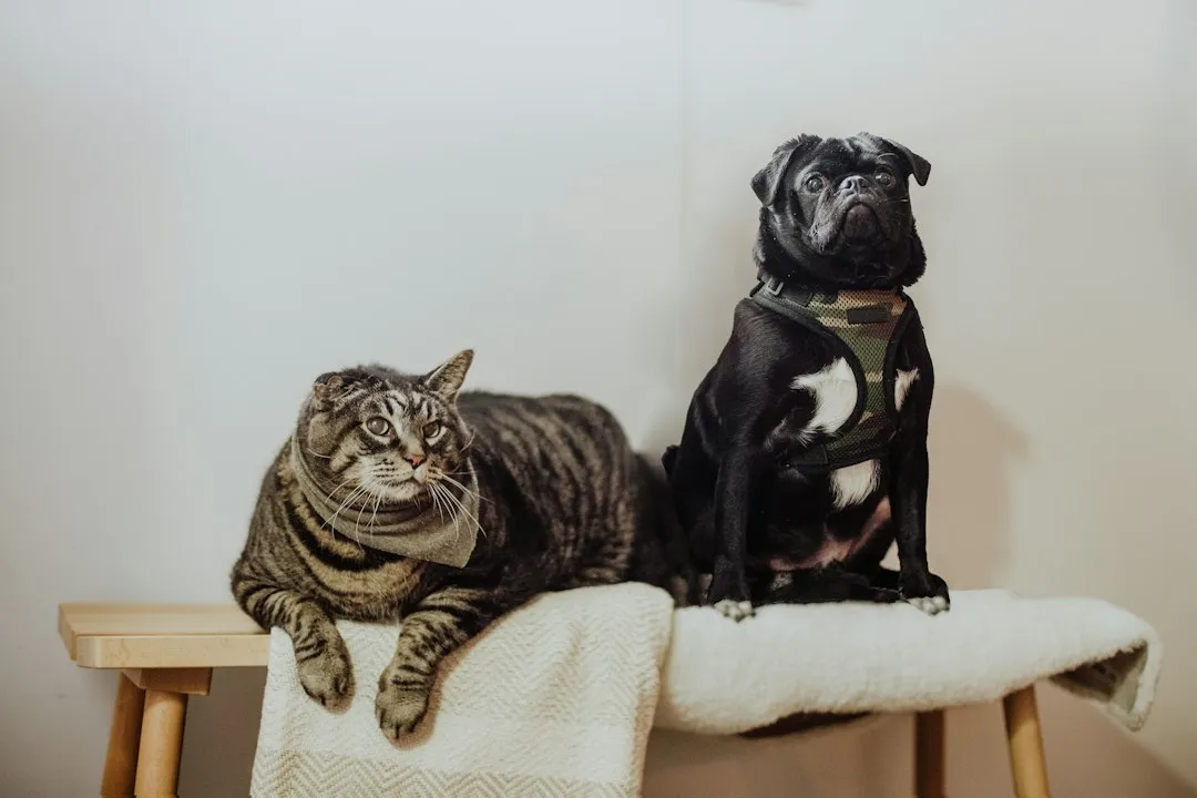 Cancer: The Nurturing Traveler Who Never Leaves Their Pet Behind (Image Credits: Unsplash)