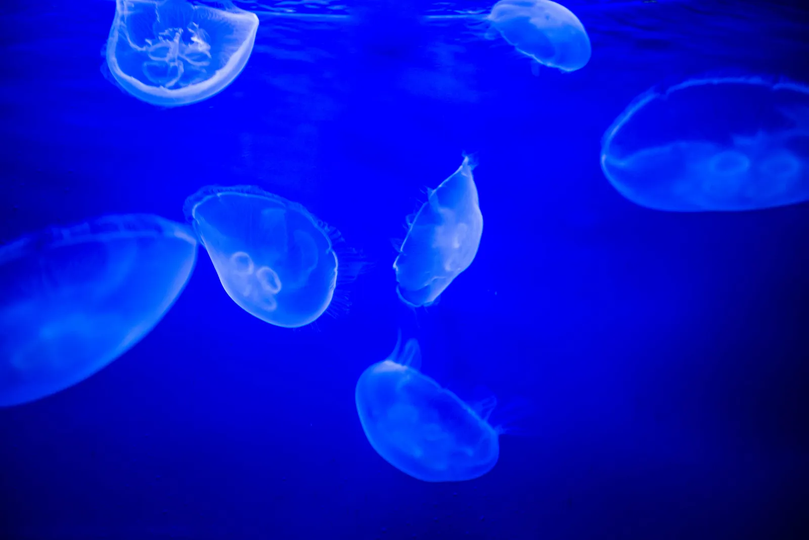 Zooplankton, Tidal Timing, and the Food Web Connection (IMG_3635, CC BY 2.0)