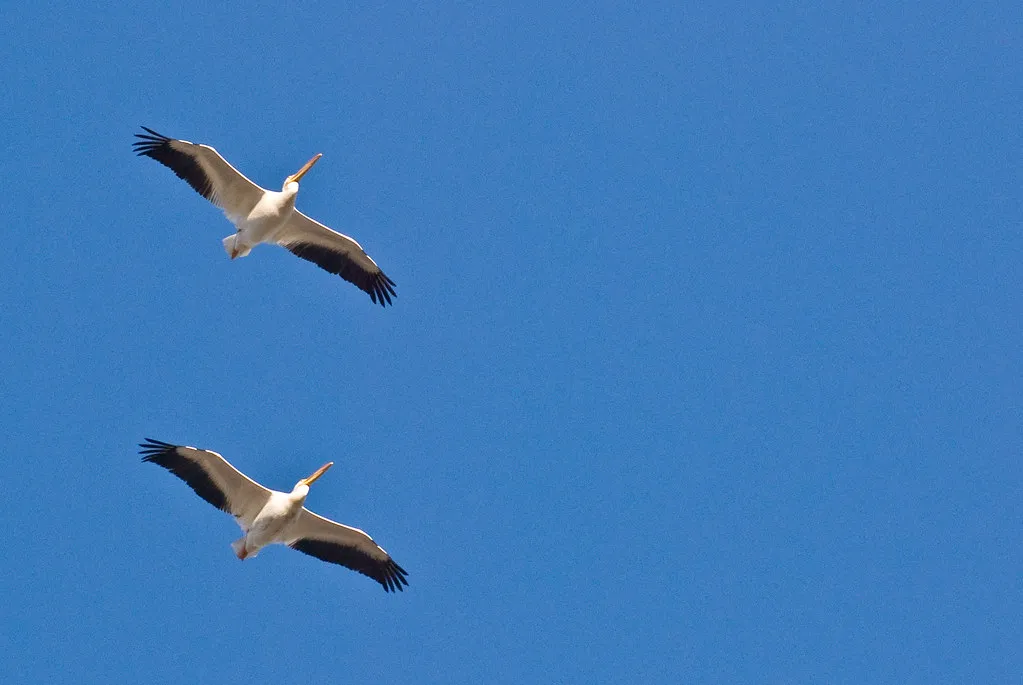 Weather Triggers Mass Departures (hyku, Flickr, CC BY-SA 2.0)