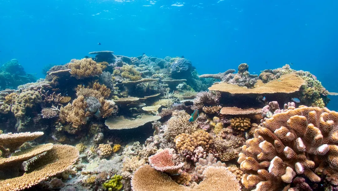 Australia's Great Barrier Reef: Sheltered Sites for New Eyes (Image Credits: Unsplash)