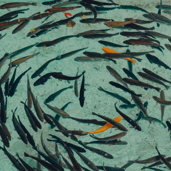 Pisces and Water Signs Together: The Emotional Travelers (Image Credits: Pexels)