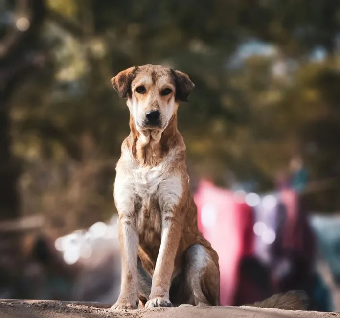 Booking Your Dog's Spot: What to Know in Advance (Image Credits: Pexels)