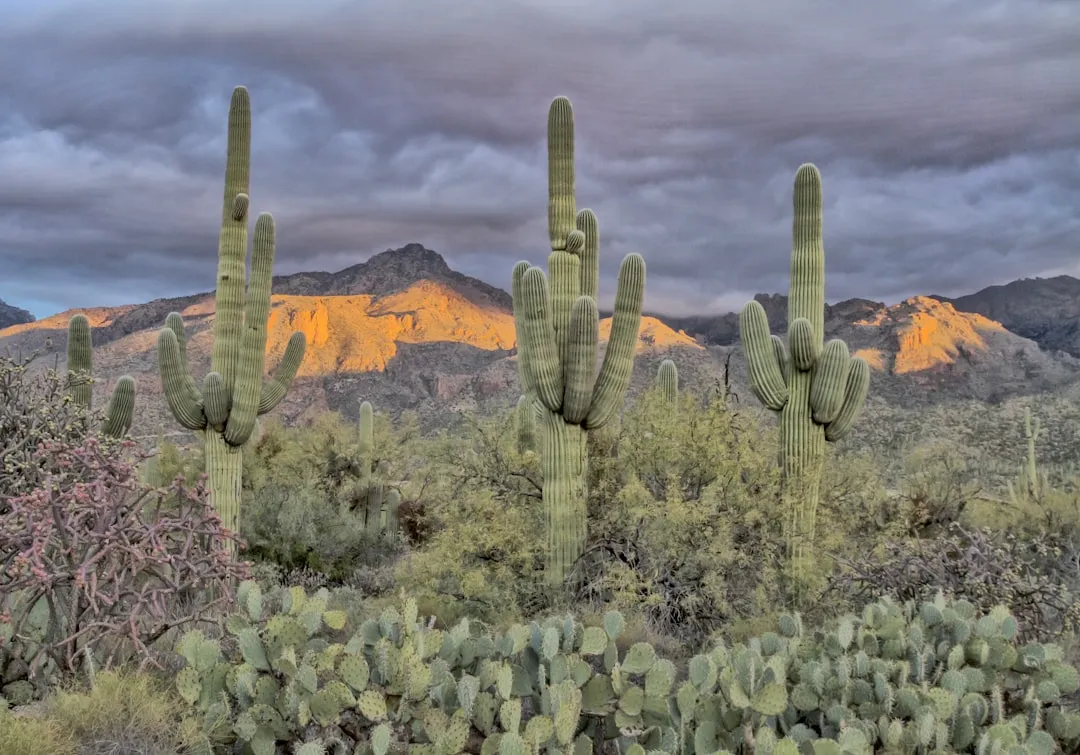 Sabino Canyon: The Canyon That Became a Tucson Institution (Image Credits: Unsplash)