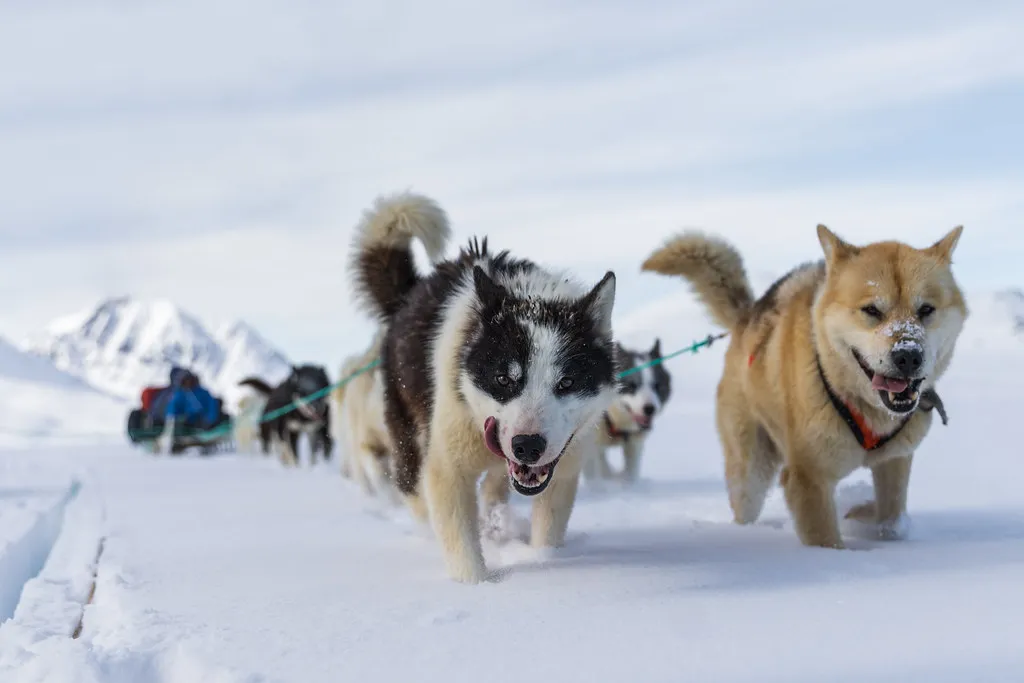 Temperature Range: What Mushers Actually Want (Markus Trienke, Flickr, CC BY-SA 2.0)