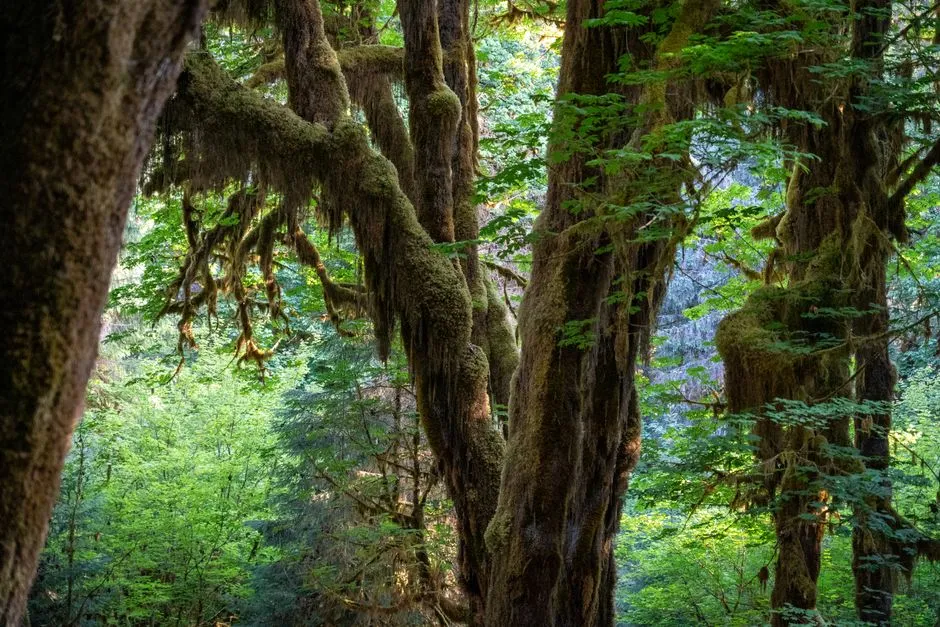 Gemini (May 21 – June 20): Olympic National Park, Washington (Image Credits: Pexels)