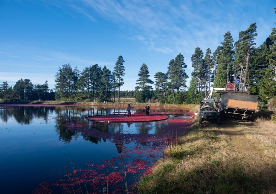 Winter Flooding: A Separate But Equally Important Practice (Image Credits: Pexels)