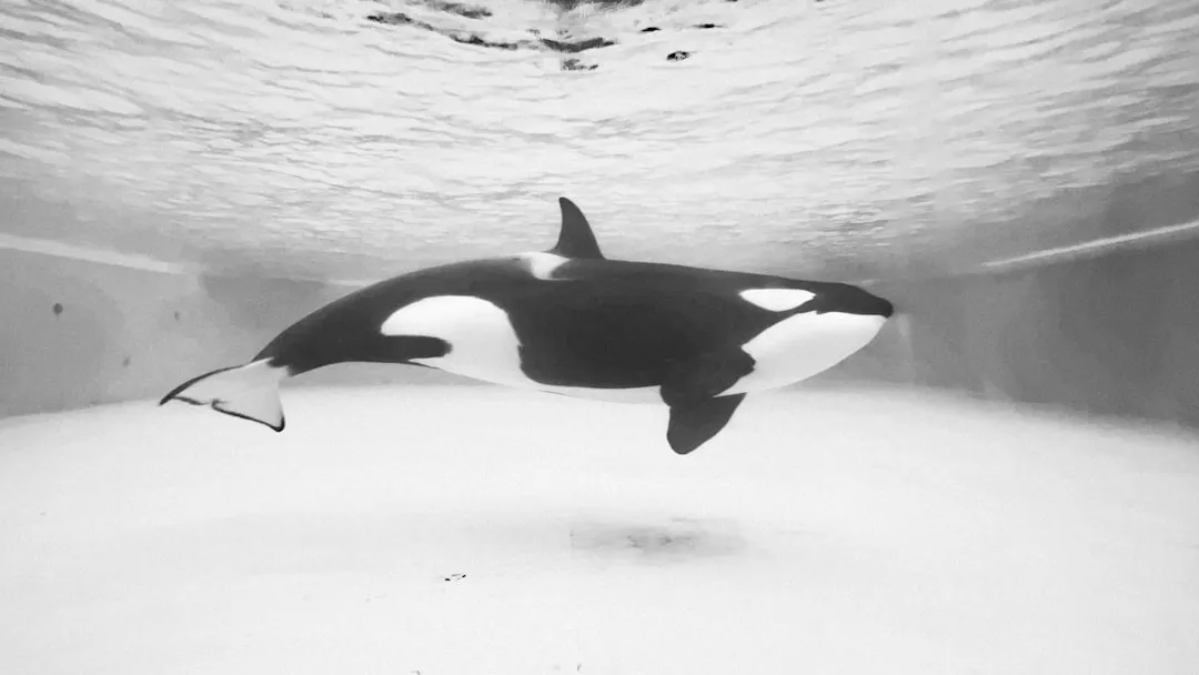 Whale Watching That Actually Delivers (Image Credits: Unsplash)