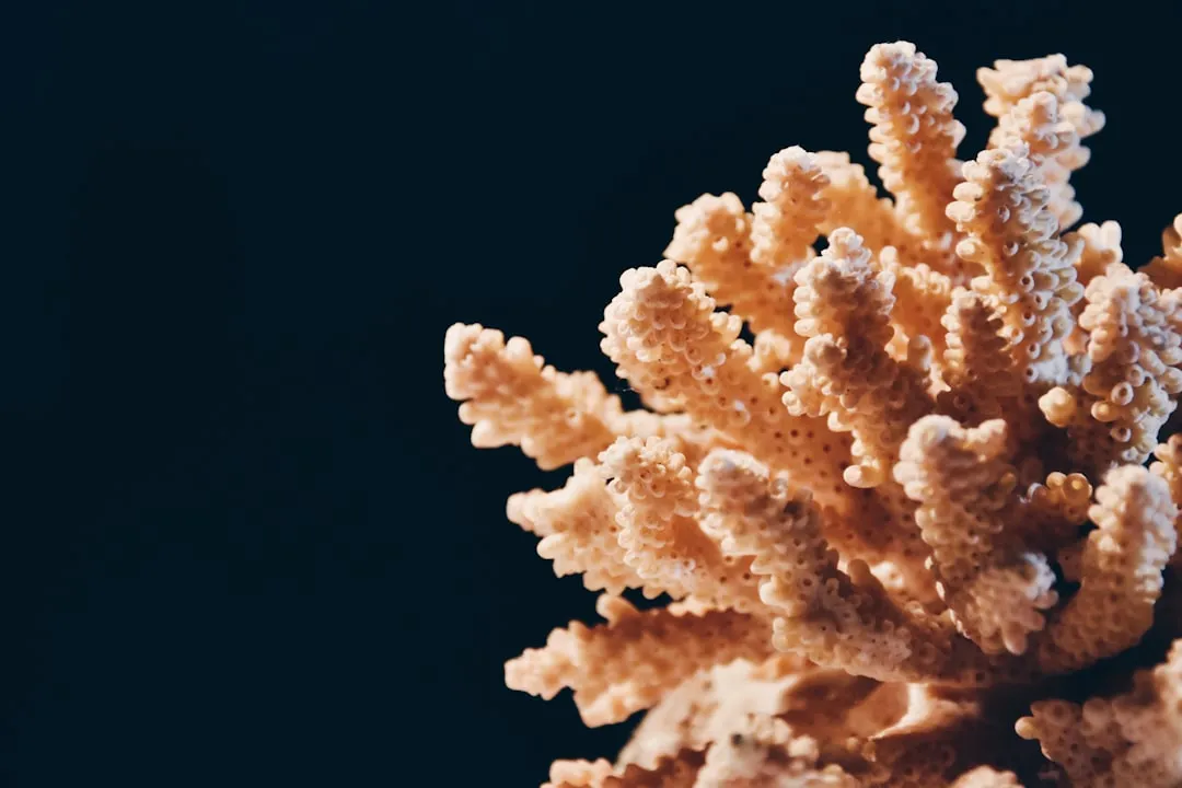 How You Can Tell the Difference Between Quartz and Coral Sand (Image Credits: Unsplash)