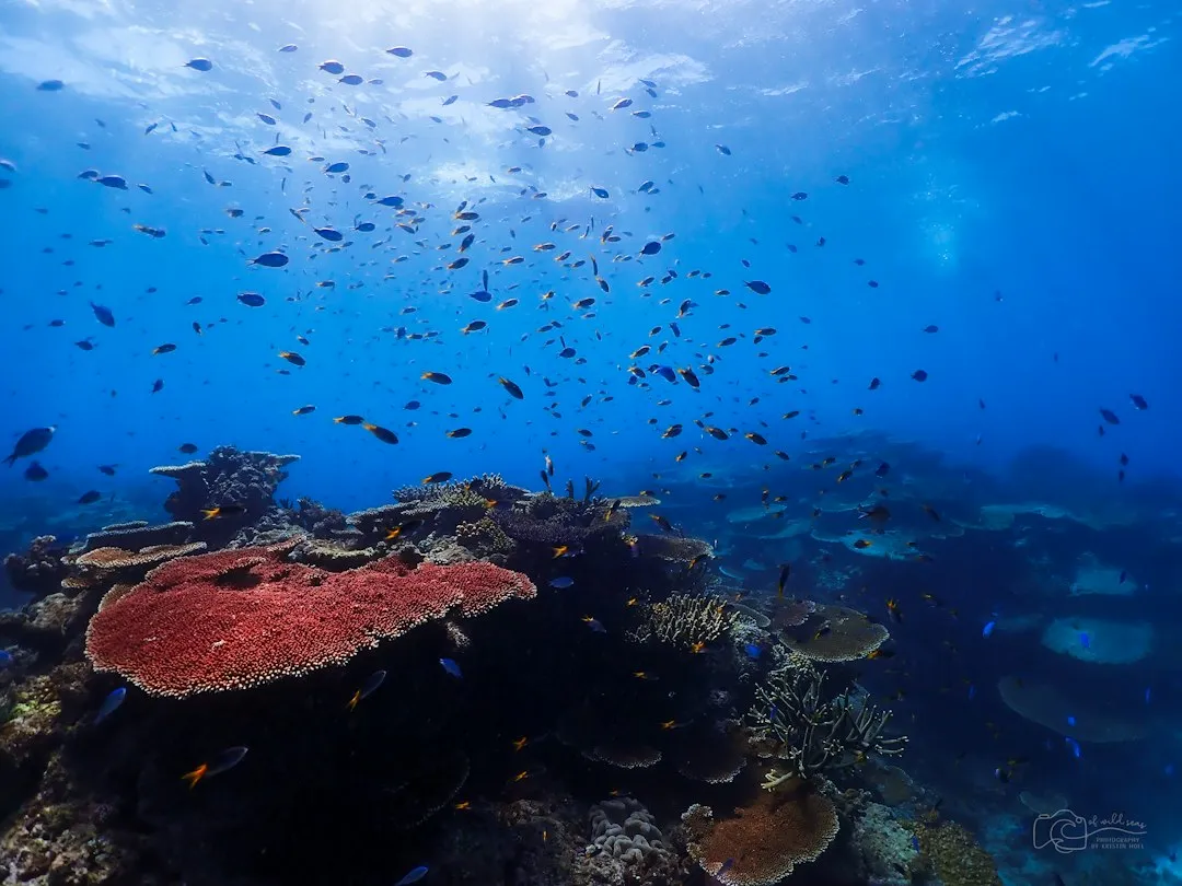 The Discovery That Changed Marine Science (Image Credits: Unsplash)
