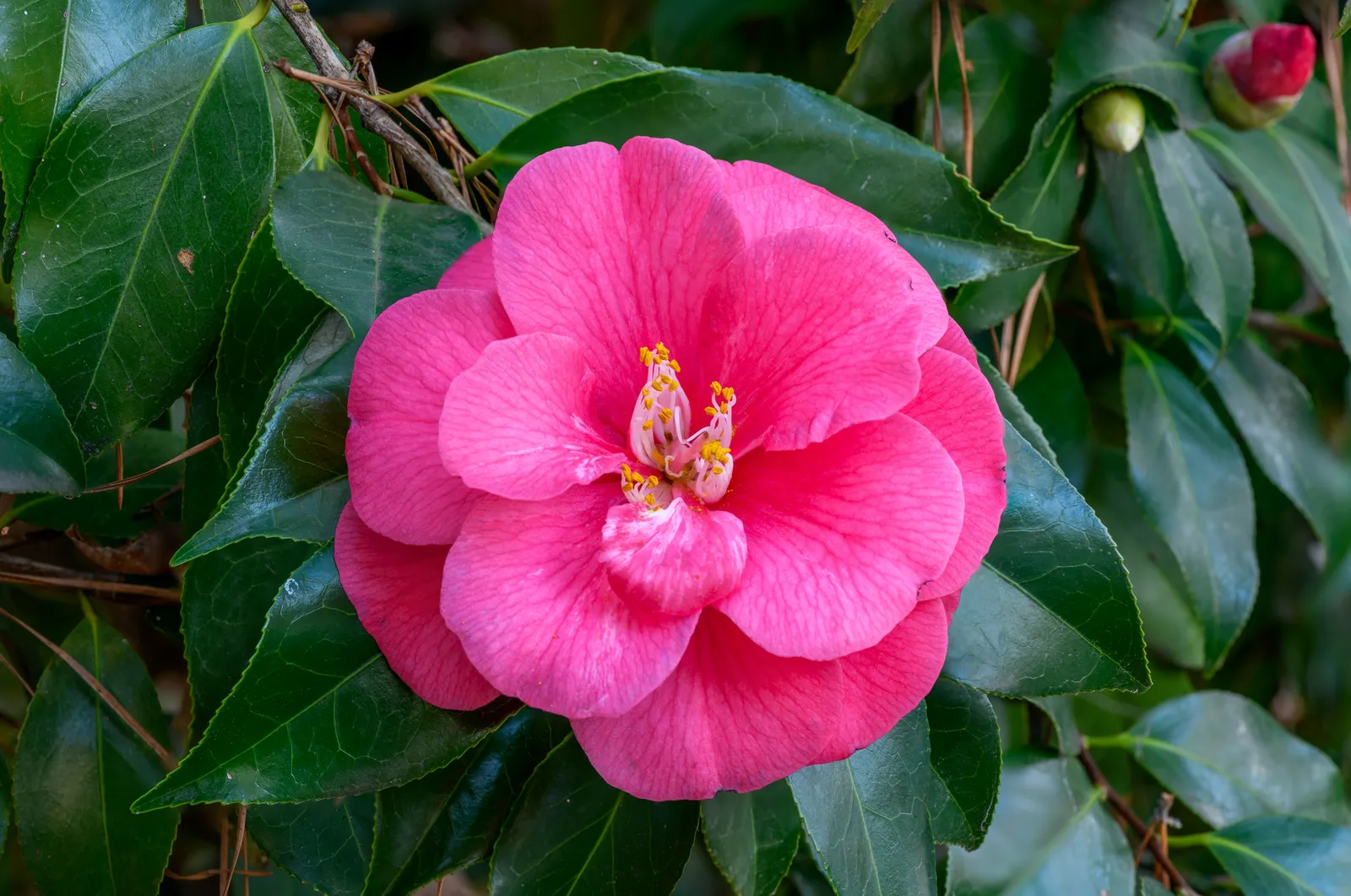 Visiting Tips: Getting the Most from Charleston's Garden Experiences (By PumpkinSky, CC BY-SA 3.0)