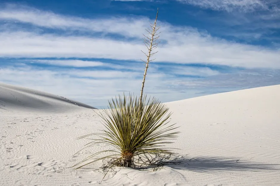 Plants That Hold On Against the Moving Sand (Image Credits: Pexels)