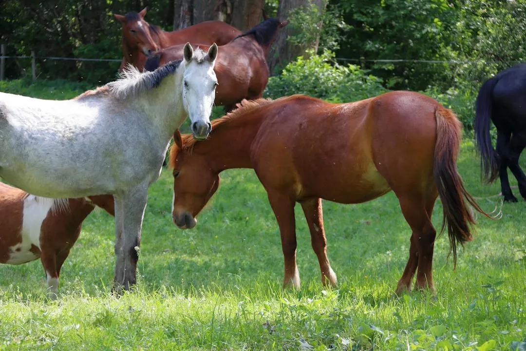 Lane's End Farm: A World-Class Operation on Midway Road (Image Credits: Unsplash)