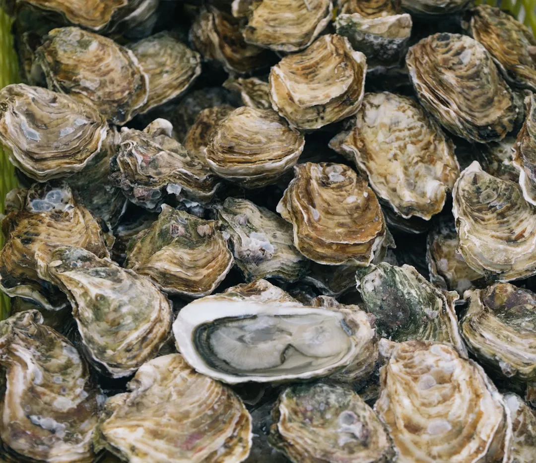 McCalley's Creek and the Oysters That Keep the Water Clear (Image Credits: Unsplash)