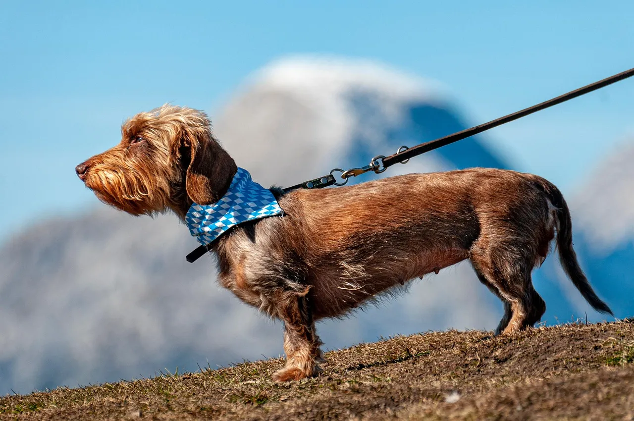 Keep Pets on a Leash Near Nesting Areas (Image Credits: Pixabay)