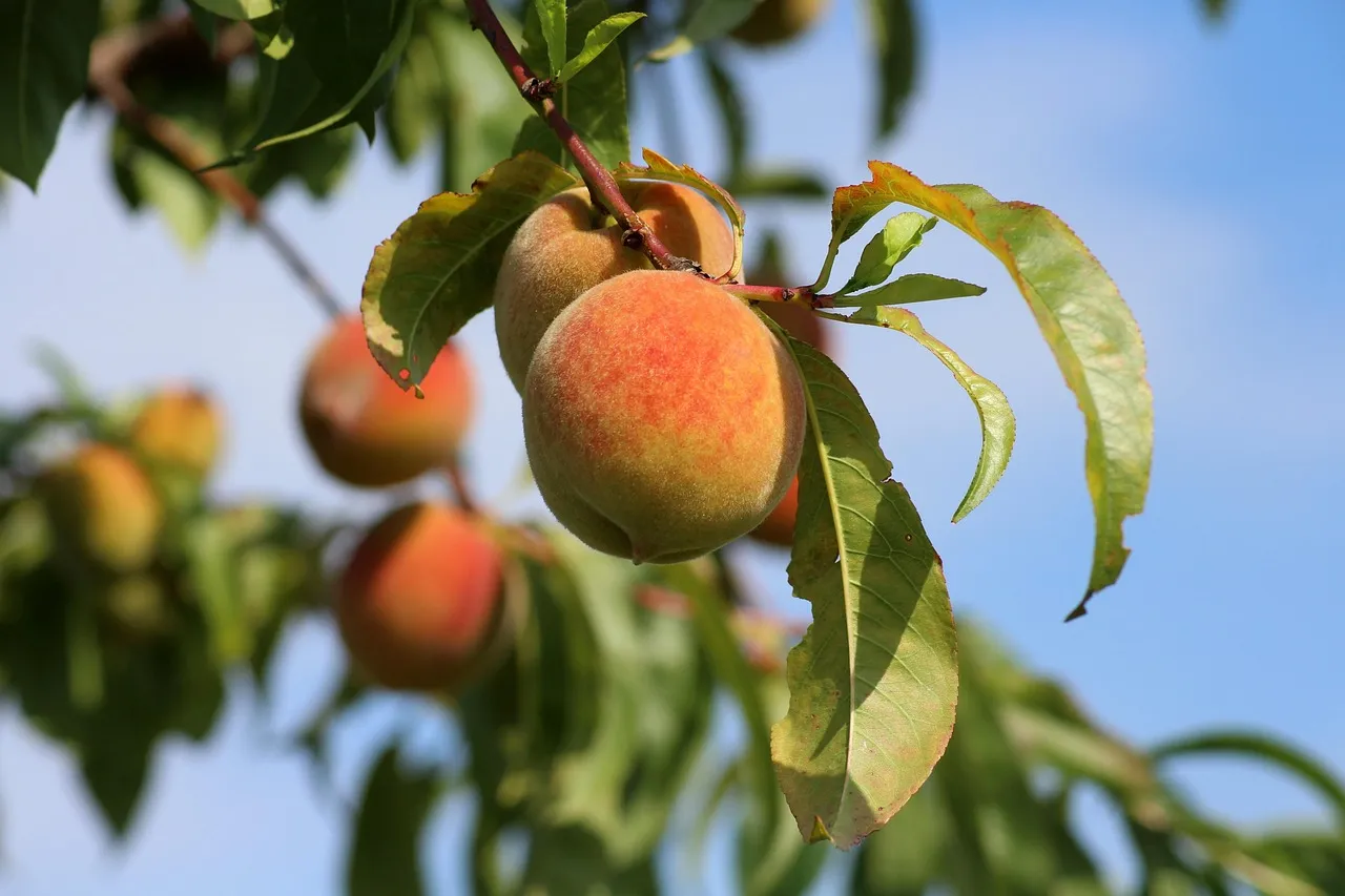 Peach Orchards and Seasonal Harvests (Image Credits: Pixabay)