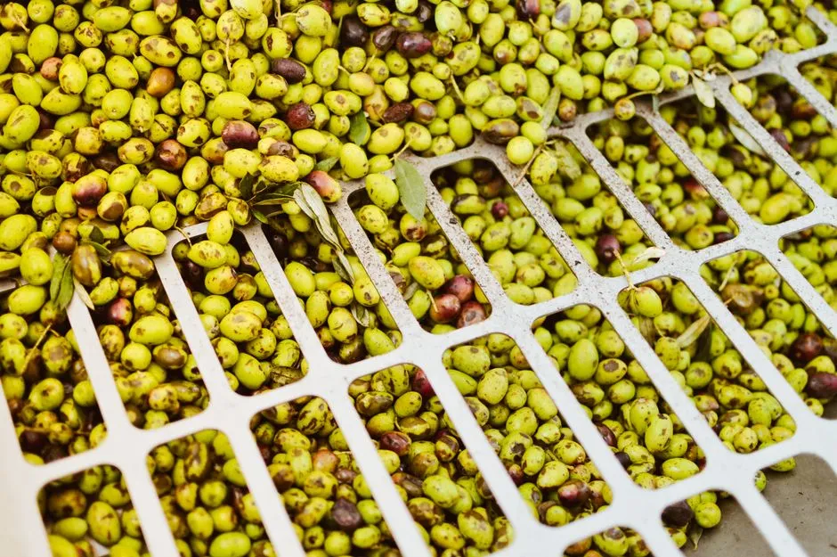 What to Do Beyond the Tastings (Image Credits: Pexels)
