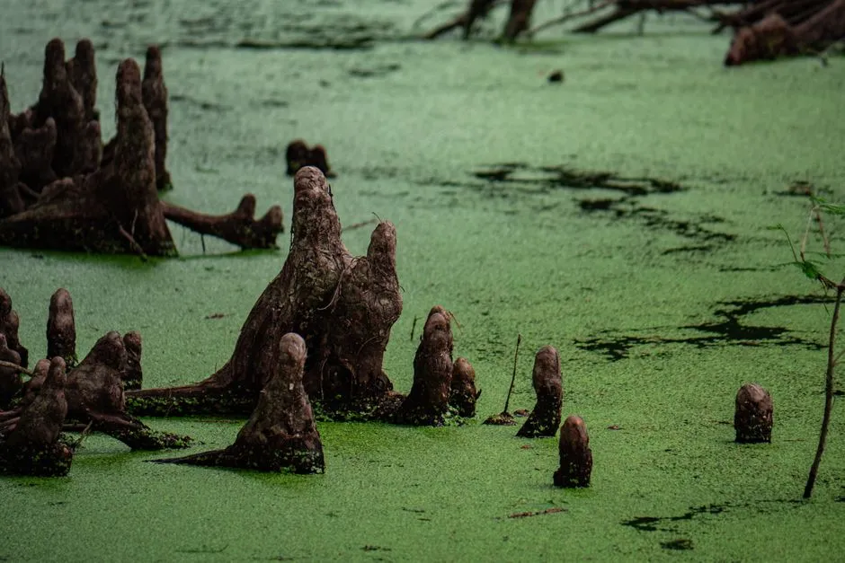 Swamp Tours That Leave a Genuine Impression (Image Credits: Pexels)