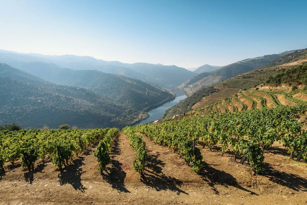 Why the Wine Crossed the River (Image Credits: Unsplash)