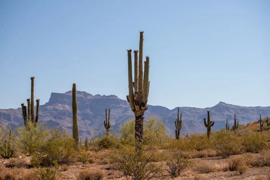 Why Arizona Locals Sneak Away To This Cool Mountain Oasis Every July
