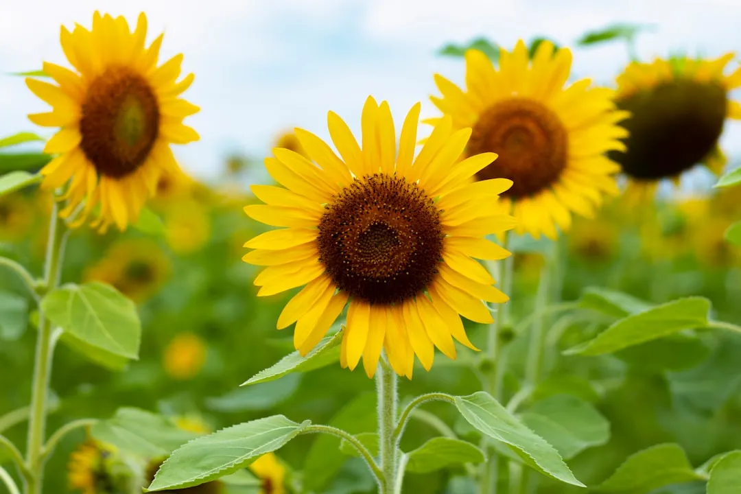 The Exact Window When Everything Turns Yellow (Image Credits: Unsplash)
