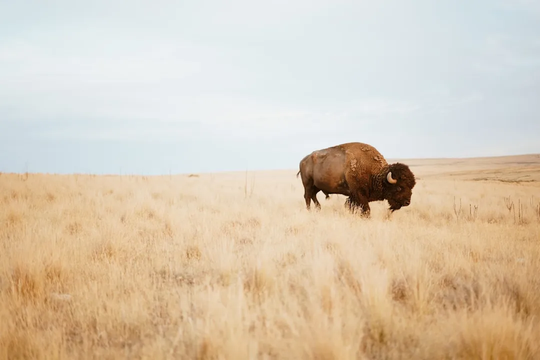 The Bison Story: Conservation in Real Time (Image Credits: Unsplash)