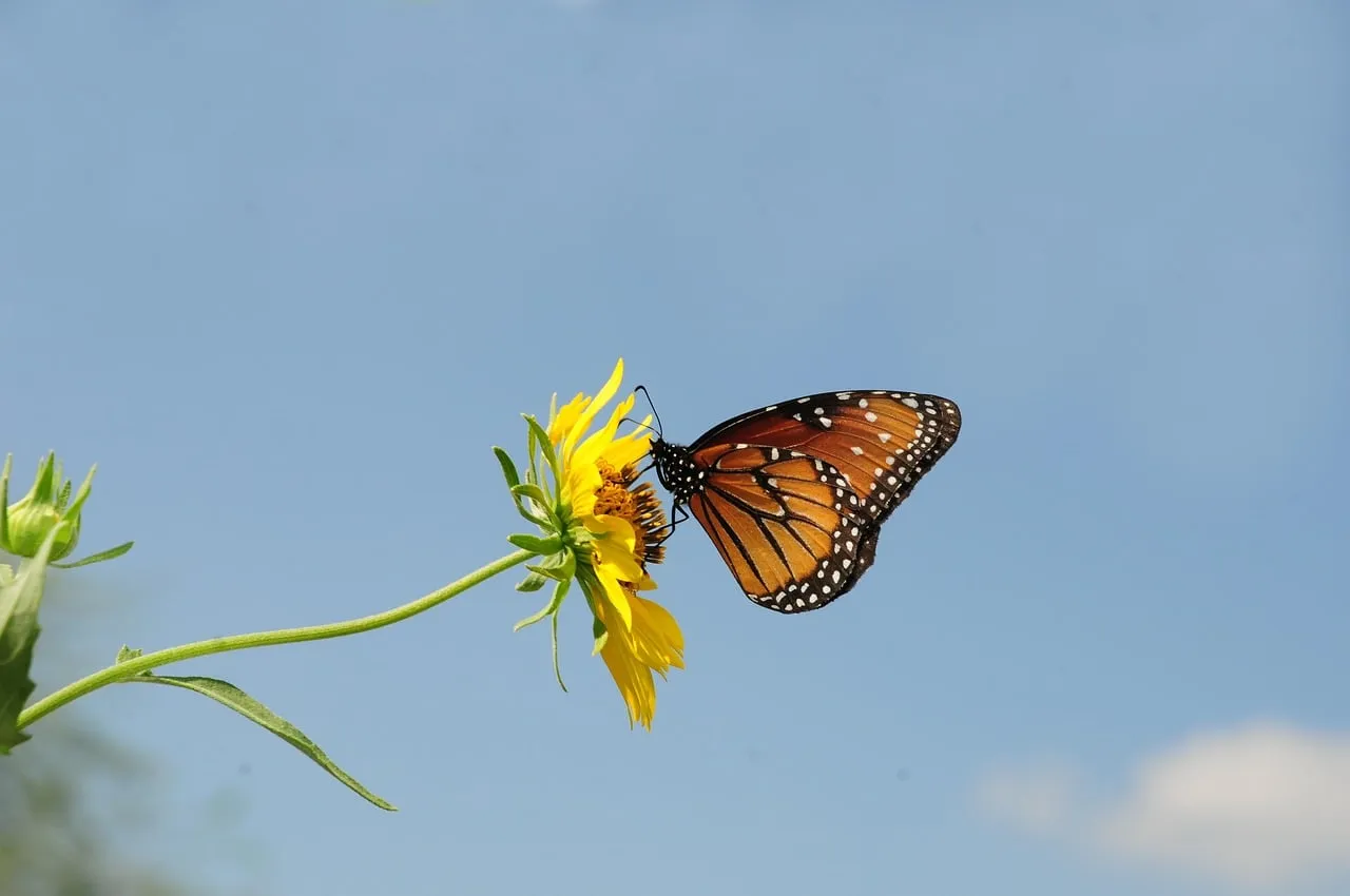 The Conservation Work Happening on the Ground (Image Credits: Pixabay)