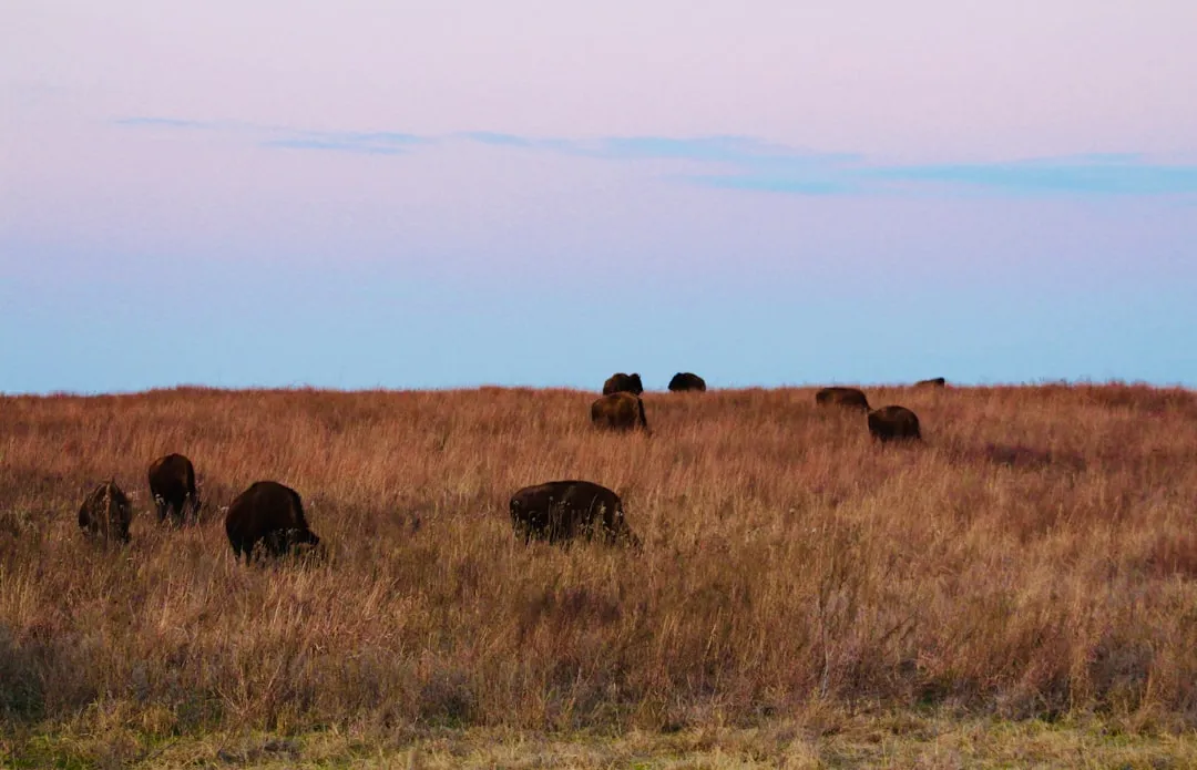 A Prairie Ecosystem That Amplifies the Experience (Image Credits: Unsplash)