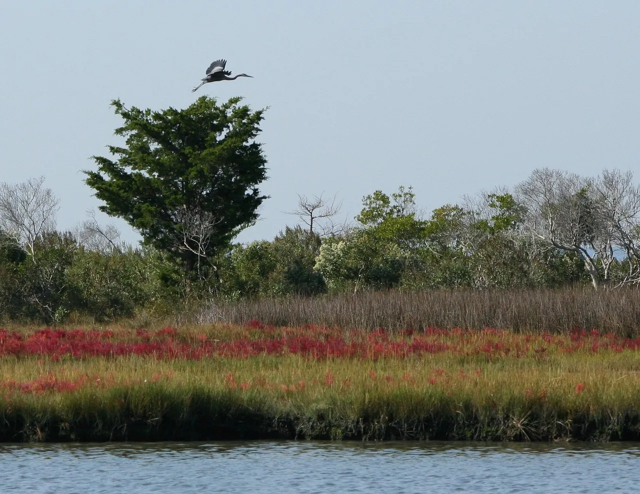 Wildlife, Marshes, and the Natural World (Image Credits: Pixabay)