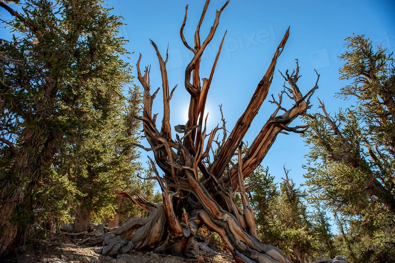Why the Oldest Tree's Location Remains a Secret (Image Credits: Rawpixel)
