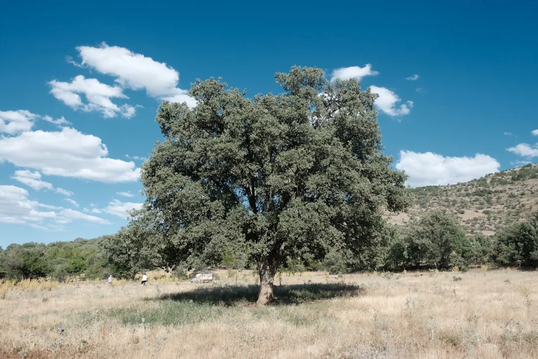 The Shaded Site: Requested Year-Round but Essential in Summer (Image Credits: Unsplash)