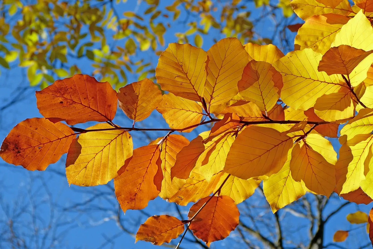 A Warming Climate Is Quietly Rewriting the Calendar (Image Credits: Pixabay)