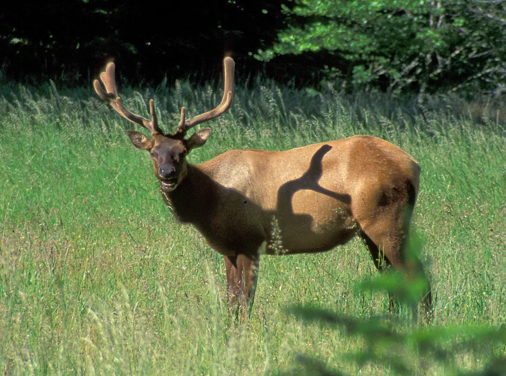 The Unexpected Animal: Elk Are Responsible for More Incidents Than Bears (mypubliclands, Flickr, CC BY 2.0)