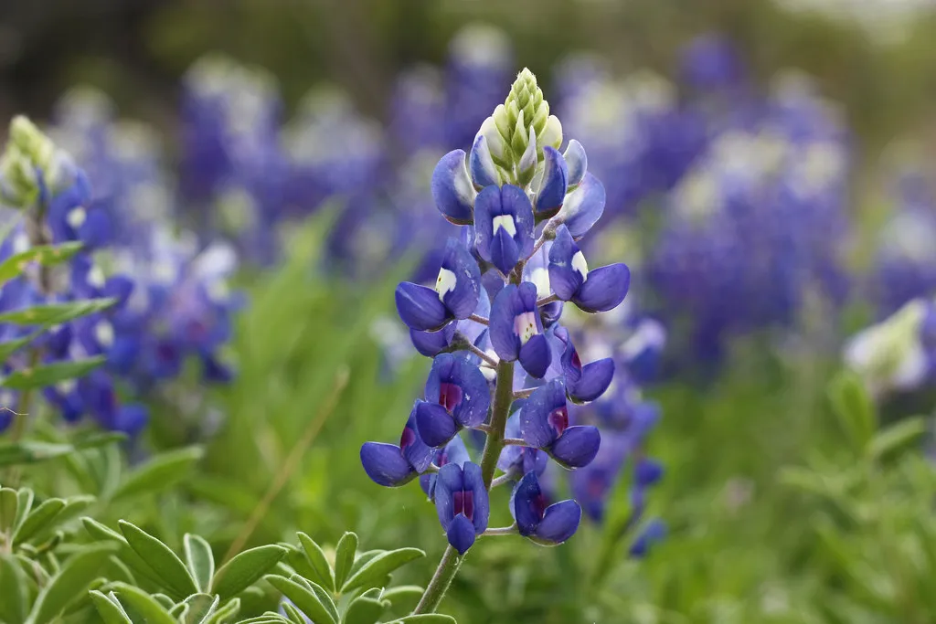 Burnet: The Official Bluebonnet Capital of Texas (gilldrums73, Flickr, CC BY 2.0)