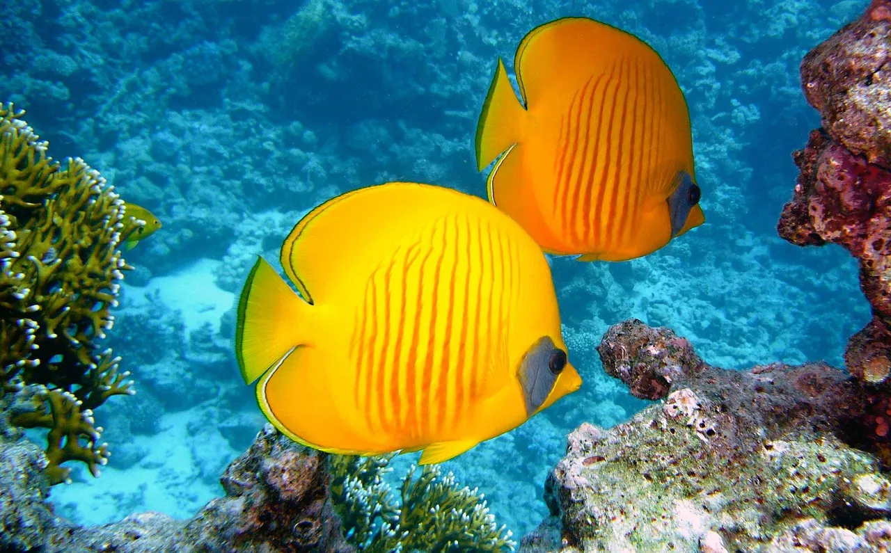 The Broader Picture: Sunscreen as One Part of Ocean Stewardship (Image Credits: Pixabay)