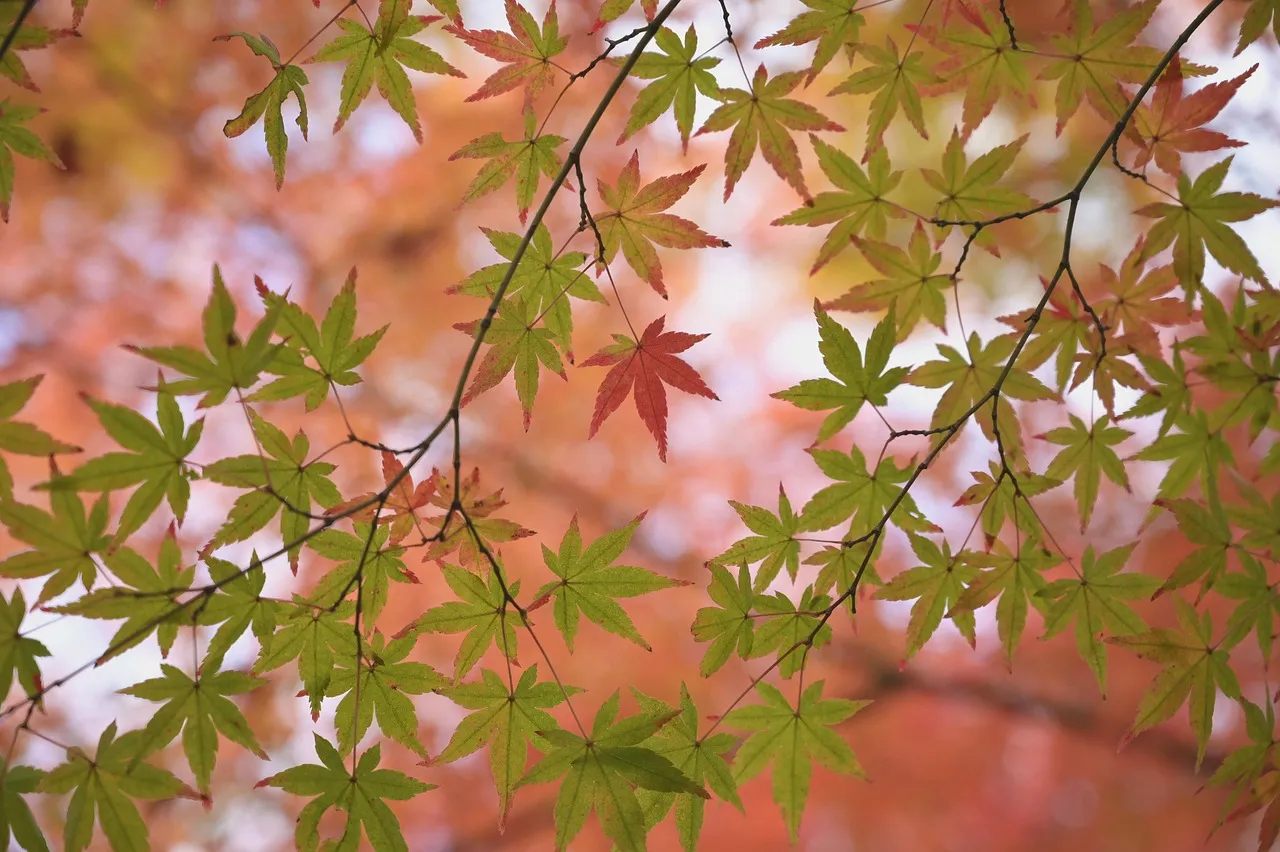 Lendonwood Gardens: An Eight-Acre Surprise (Image Credits: Pixabay)