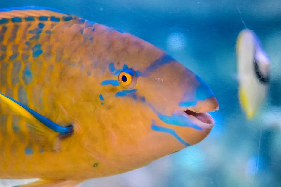 The Role of Parrotfish in Building These Beaches (Image Credits: Pexels)