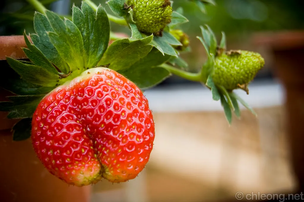 Strawberry Farms and Cool-Climate Agriculture (chee.hong, Flickr, CC BY 2.0)