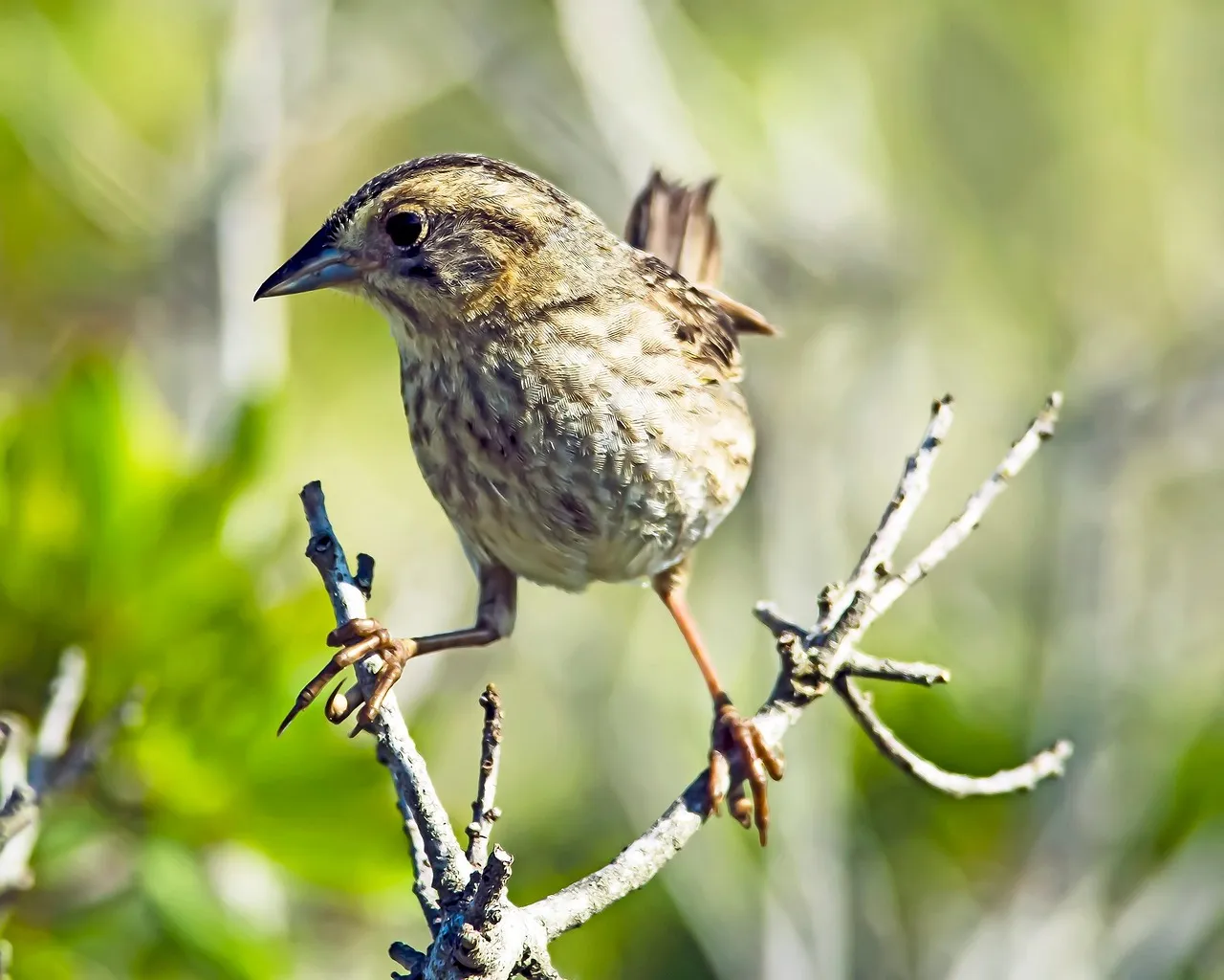 The Edwin B. Forsythe Wildlife Refuge Next Door (Image Credits: Pixabay)