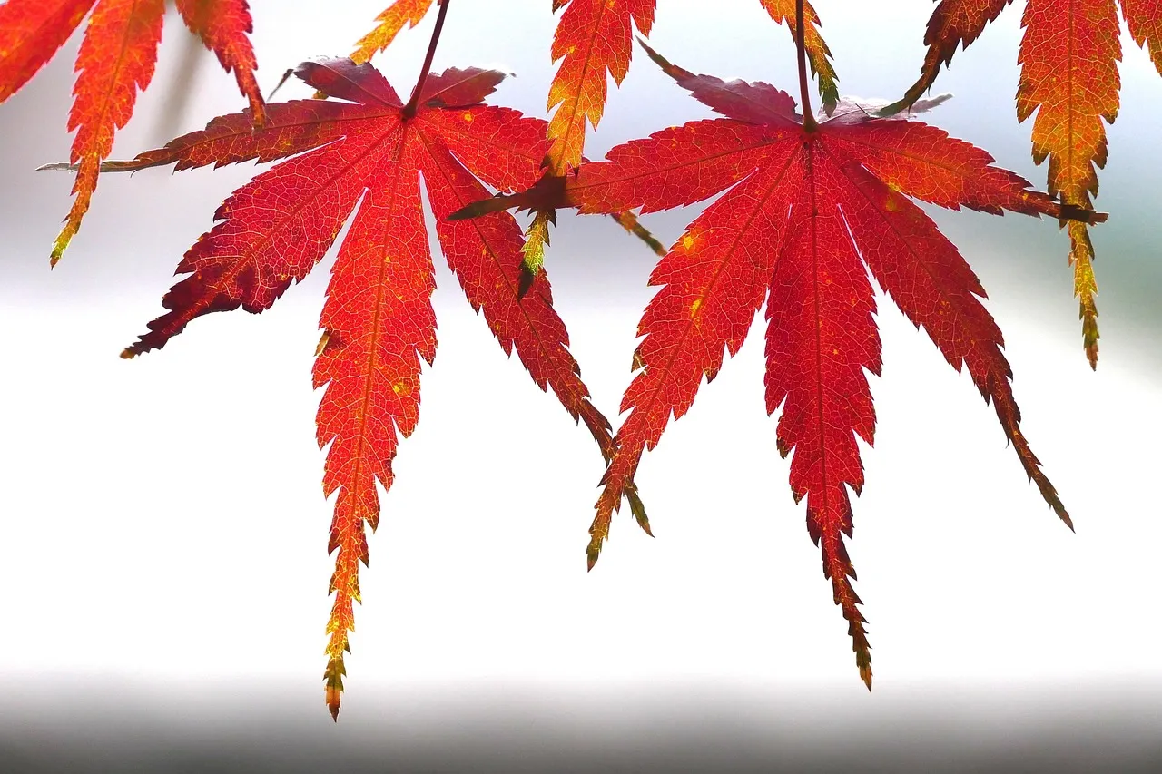 Planning Your Visit: What Each Season Actually Offers (Image Credits: Pixabay)
